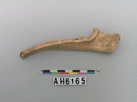 藏品(獸骨)的圖片